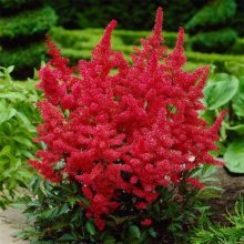 Astilbe