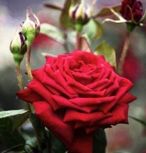 Plantando rosas em terreno aberto