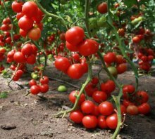 Vantagens do cultivo de tomate segundo Maslov