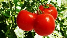 Erros ao plantar tomates