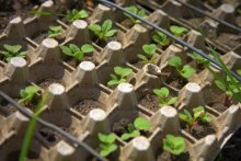 Cultivo de rabanetes em bandejas de ovos