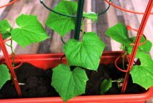 Cultivando pepinos em casa