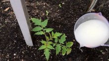 leite, iodo, manganês para melhorar a frutificação do tomate