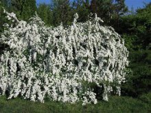 spirea na foto