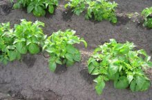 plantando batatas em cumes