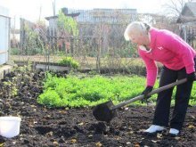 fertilizantes de solo para alho