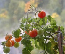 tomates