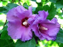 Hibisco de árvore de jardim - cuidado e cultivo