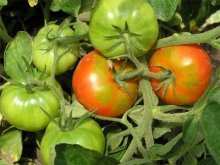 tomates