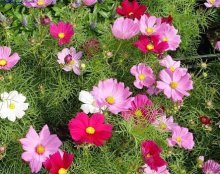 Cosmea perene