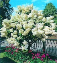 Hortênsia paniculata Grandiflora