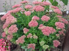 Sedum proeminente