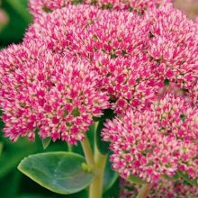 Sedum proeminente