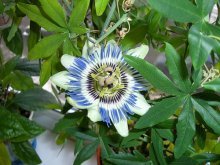 Azul passiflora