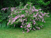 Weigela