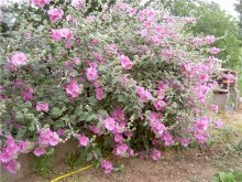 Flores de lavatera