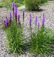 Liatris