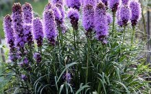 Liatris