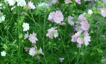 Sidalcea