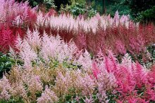 Astilbe