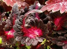 Coleus