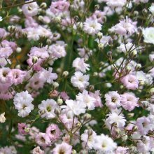 Gypsophila paniculata