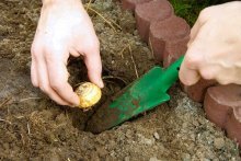 Plantando tulipas