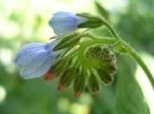 Mertensia