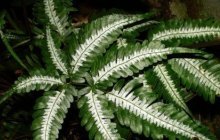 Pteris