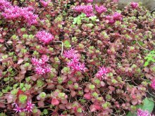 Sedum