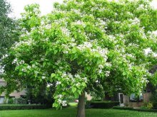 Catalpa