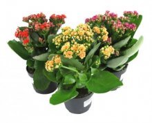 Kalanchoe