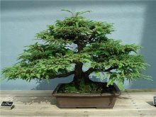 Bonsai