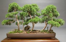 Bonsai