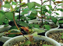 Plantando uma rosa