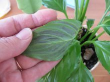 Spathiphyllum