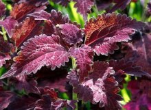 Coleus