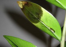 Zamioculcas