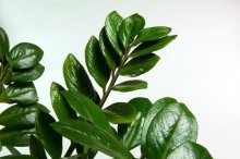 Zamioculcas