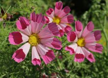 Cosmea