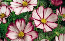 Cosmea