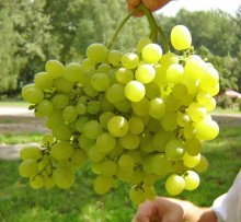 Uvas maduras Aleshenkin