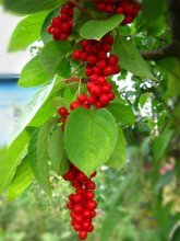 Schisandra chinensis, close-up