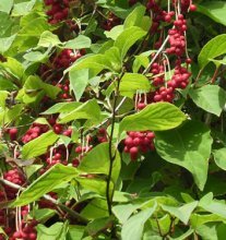 Schisandra chinensis