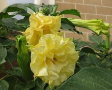 Datura amarela