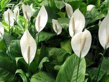 Flores de Spathiphyllum