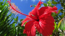 Hibisco vermelho