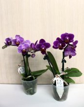 Orquídeas em vasos