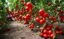 Determinar frutas/tomates de plantas