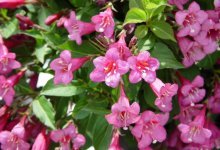 Floração de Weigela